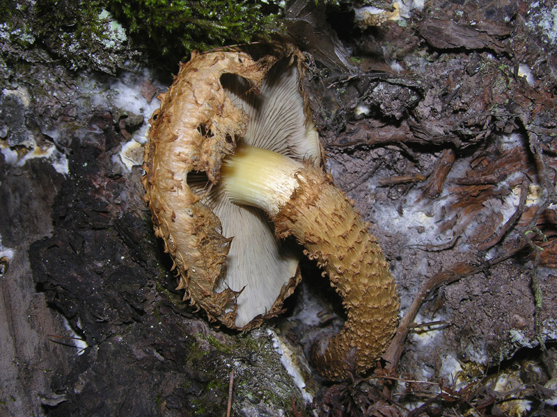 Pholiota squarrosa (Weigel: Fr.) Kummer